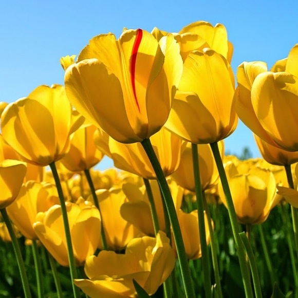 Meet your Posher, Amanda - Picture 1 of 1